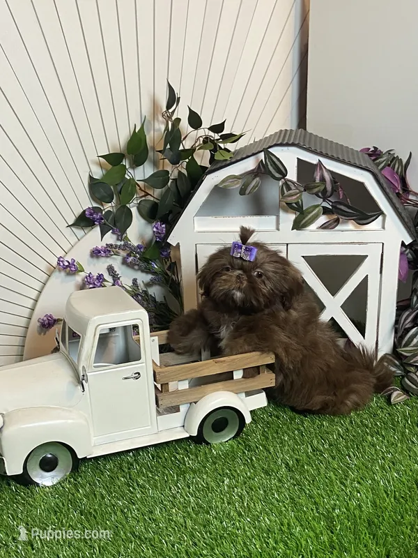 Kimchi – Shih Tzu puppy for sale in Abilene, TX