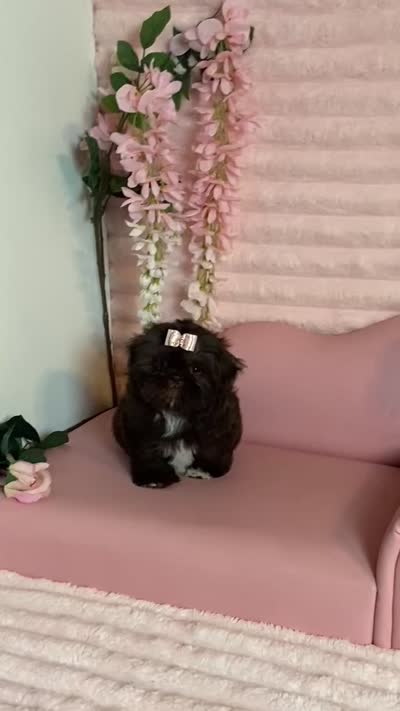 Hershey chocolate , a female Shih Tzu for sale in Abilene, TX – 10 of 10