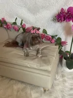 Rosey, a female Shih Tzu for sale in Abilene, TX – 7 of 10
