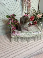 Rosey, a female Shih Tzu for sale in Abilene, TX – 9 of 10