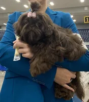 AKC Tyra, a female Shih Tzu for sale in Abilene, TX – 6 of 9