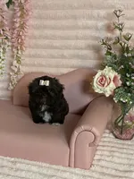 Hershey chocolate , a female Shih Tzu for sale in Abilene, TX – 2 of 10