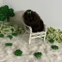 Yogi, a male Shih Tzu for sale in Abilene, TX – Photo 4 of 4