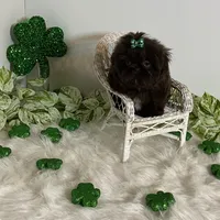 Yogi, a male Shih Tzu for sale in Abilene, TX – Photo 1 of 4