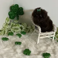 Yogi, a male Shih Tzu for sale in Abilene, TX – Photo 2 of 4