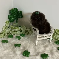 Yogi, a male Shih Tzu for sale in Abilene, TX – Photo 3 of 4