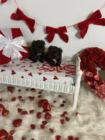 Tiny boy , a male Shih Tzu for sale in Abilene, TX – Photo 2 of 4