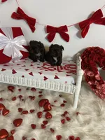 Tiny boy , a male Shih Tzu for sale in Abilene, TX – Photo 4 of 4