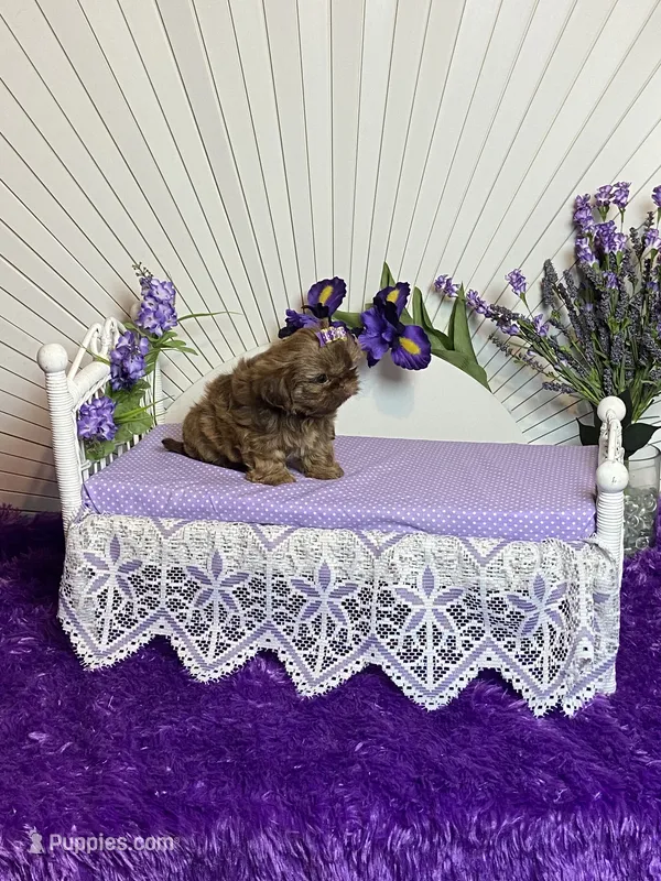 Lilly – Shih Tzu puppy for sale in Abilene, TX