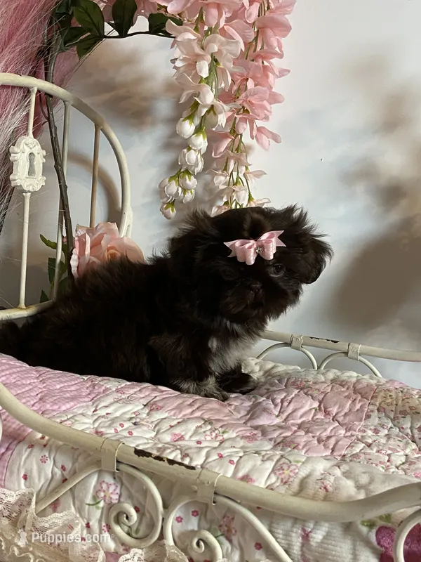 Tippy Coachella  – Shih Tzu puppy for sale in Abilene, TX