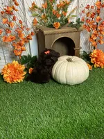 Peter pumpkin eater , a male Shih Tzu for sale in Abilene, TX – 6 of 10