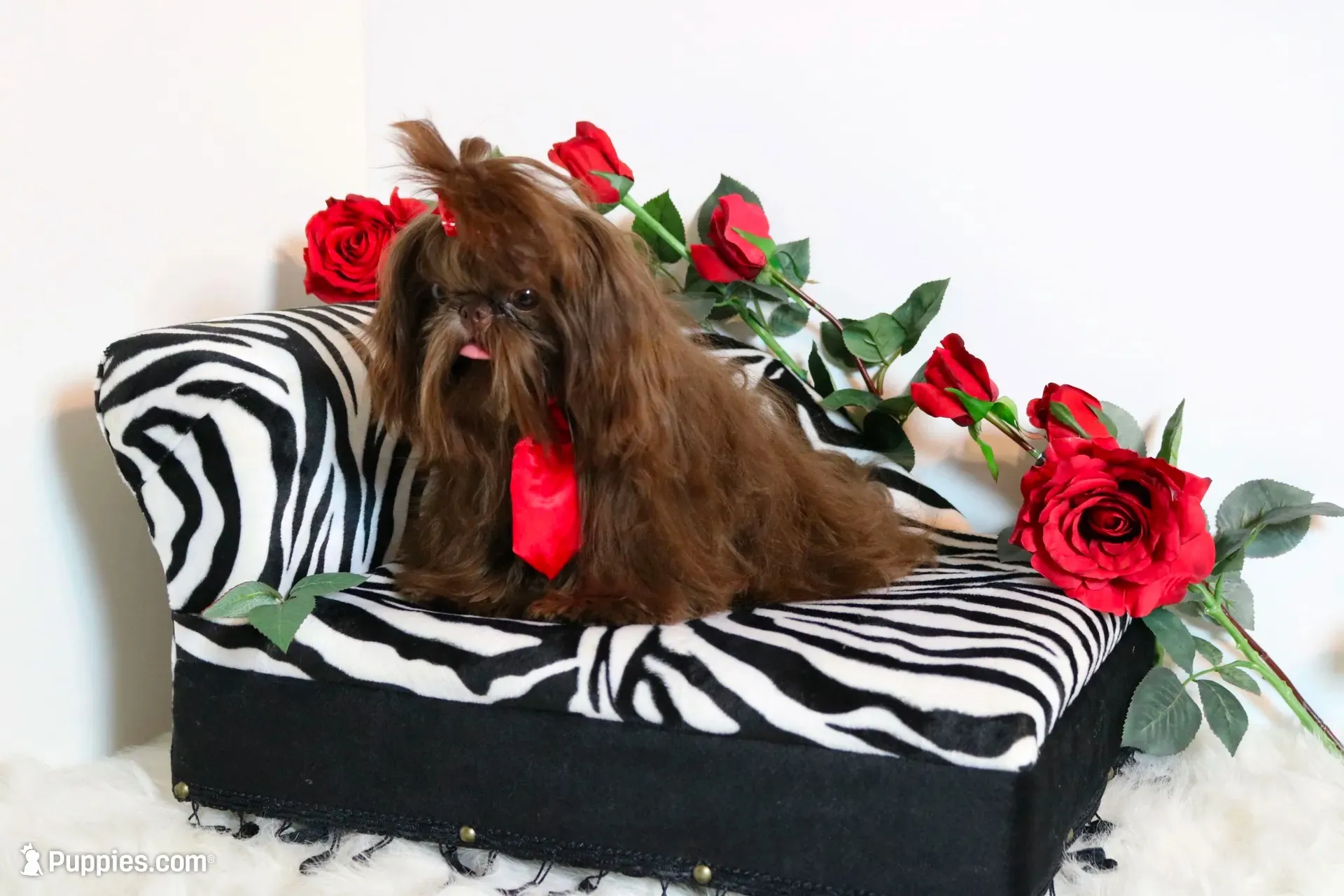 Petie , a male Shih Tzu for sale in Abilene, TX – 9 of 10