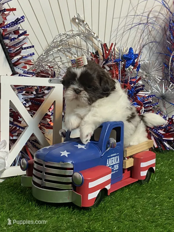 Wesley – Shih Tzu puppy for sale in Abilene, TX