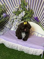 Fun and frisky, a male Shih Tzu for sale in Abilene, TX – Photo 10 of 10