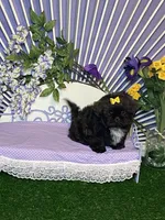 Fun and frisky, a male Shih Tzu for sale in Abilene, TX – Photo 9 of 10