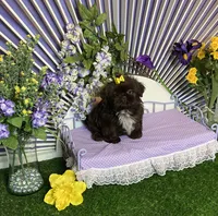 Fun and frisky, a male Shih Tzu for sale in Abilene, TX – Photo 6 of 10