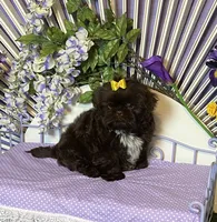 Fun and frisky, a male Shih Tzu for sale in Abilene, TX – Photo 7 of 10