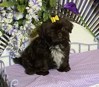 Fun and frisky, a male Shih Tzu for sale in Abilene, TX – Photo 1 of 10