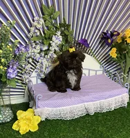 Fun and frisky, a male Shih Tzu for sale in Abilene, TX – Photo 5 of 10