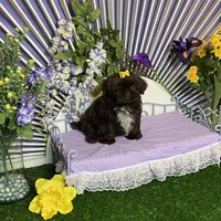 Fun and frisky, a male Shih Tzu for sale in Abilene, TX – Photo 3 of 10