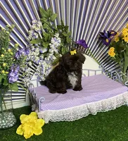 Fun and frisky, a male Shih Tzu for sale in Abilene, TX – Photo 4 of 10