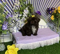 Fun and frisky, a male Shih Tzu for sale in Abilene, TX – Photo 8 of 10