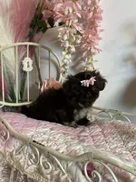 Tippy Coachella , a female Shih Tzu for sale in Abilene, TX – 9 of 10