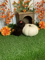 Peter pumpkin eater , a male Shih Tzu for sale in Abilene, TX – 8 of 10