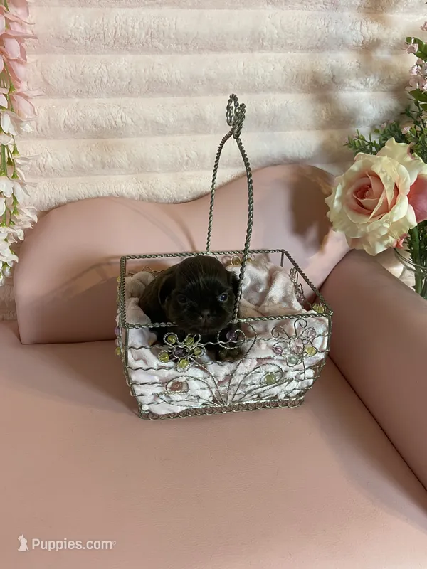 Baby girl – Shih Tzu puppy for sale in Abilene, TX