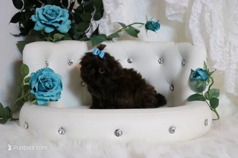 PARSLEY – Shih Tzu puppy for sale in Abilene, TX