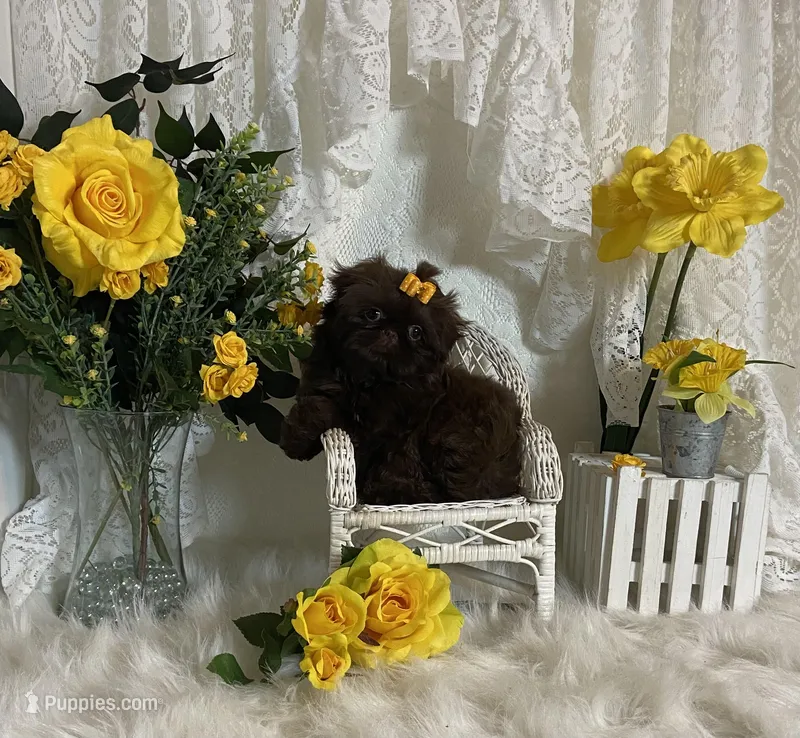 Gucci, a female Shih Tzu for sale in Abilene, TX – Photo 1 of 7