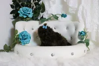 PARSLEY, a male Shih Tzu for sale in Abilene, TX – Photo 10 of 10