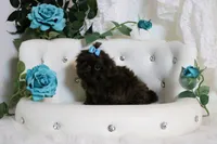 PARSLEY, a male Shih Tzu for sale in Abilene, TX – Photo 2 of 10