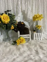 Gucci, a female Shih Tzu for sale in Abilene, TX – Photo 5 of 7