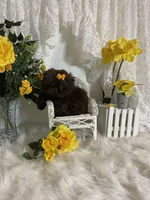 Gucci, a female Shih Tzu for sale in Abilene, TX – Photo 3 of 7