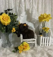 Gucci, a female Shih Tzu for sale in Abilene, TX – Photo 2 of 7