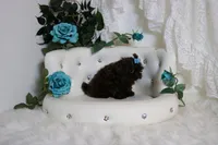 PARSLEY, a male Shih Tzu for sale in Abilene, TX – Photo 8 of 10