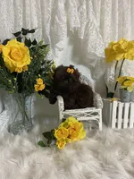 Gucci, a female Shih Tzu for sale in Abilene, TX – Photo 7 of 7