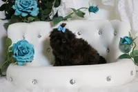 PARSLEY, a male Shih Tzu for sale in Abilene, TX – Photo 9 of 10