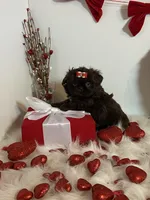 YOGI BEAR, a male Shih Tzu for sale in Abilene, TX – Photo 6 of 10