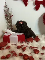 YOGI BEAR, a male Shih Tzu for sale in Abilene, TX – Photo 5 of 10