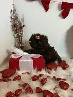 YOGI BEAR, a male Shih Tzu for sale in Abilene, TX – Photo 3 of 10