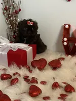 YOGI BEAR, a male Shih Tzu for sale in Abilene, TX – Photo 2 of 10