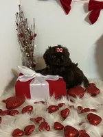 YOGI BEAR, a male Shih Tzu for sale in Abilene, TX – Photo 7 of 10