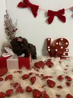 YOGI BEAR, a male Shih Tzu for sale in Abilene, TX – Photo 8 of 10