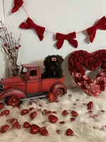 YOGI BEAR, a male Shih Tzu for sale in Abilene, TX – Photo 10 of 10