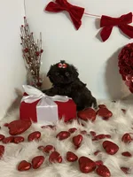 YOGI BEAR, a male Shih Tzu for sale in Abilene, TX – Photo 9 of 10