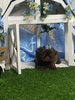 Nico, a male Shih Tzu for sale in Abilene, TX – 2 of 2
