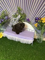 Febe , a female Shih Tzu for sale in Abilene, TX – Photo 3 of 3