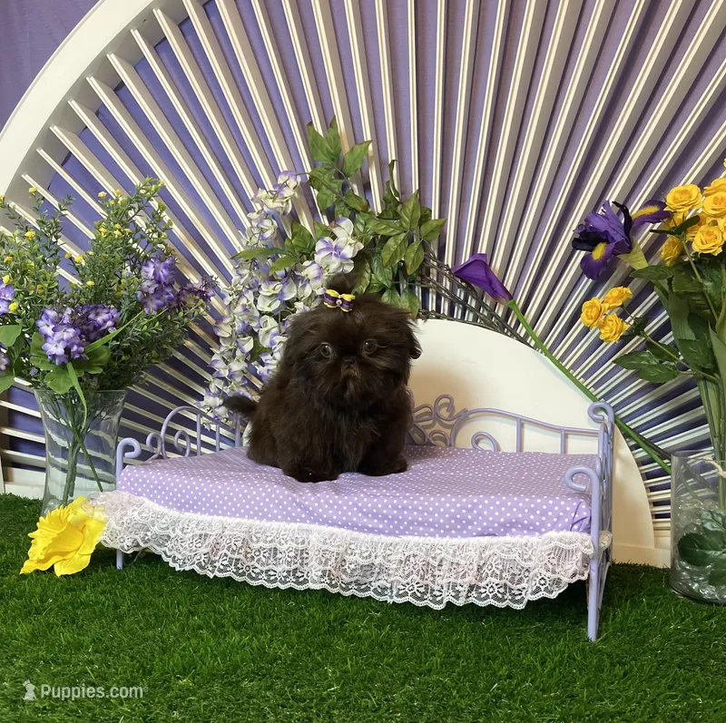 Febe  – Shih Tzu puppy for sale in Abilene, TX